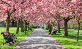 四月樱花季来了！英国最美樱花在哪里？一起来春游吧